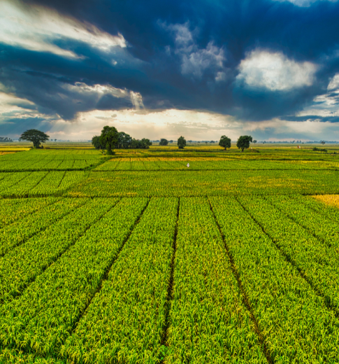 Agro