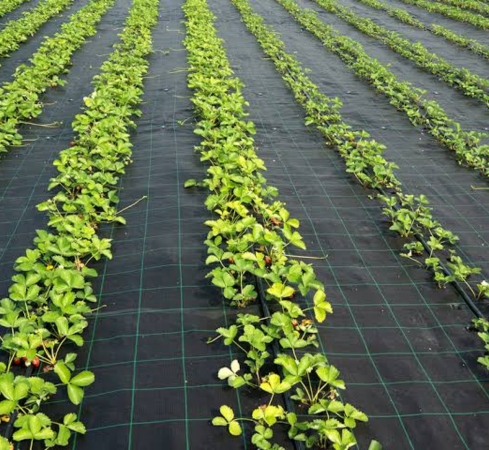 Ground Cover