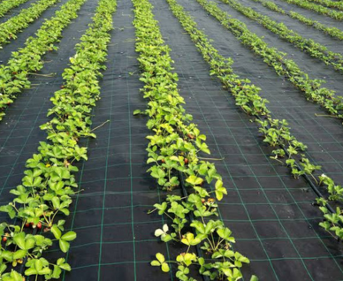 Ground Cover