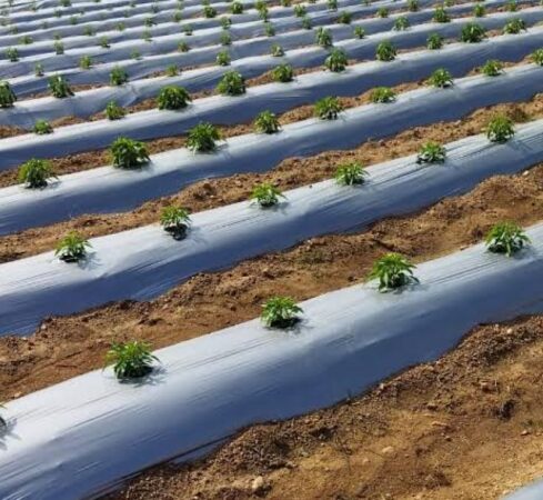 Mulch Film