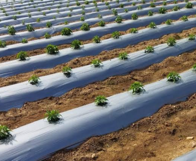 Mulch Film